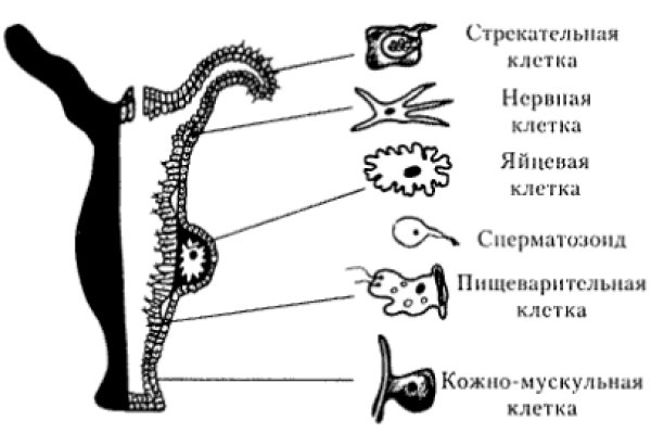 Kra36.cc Вход на сайт главная страница
