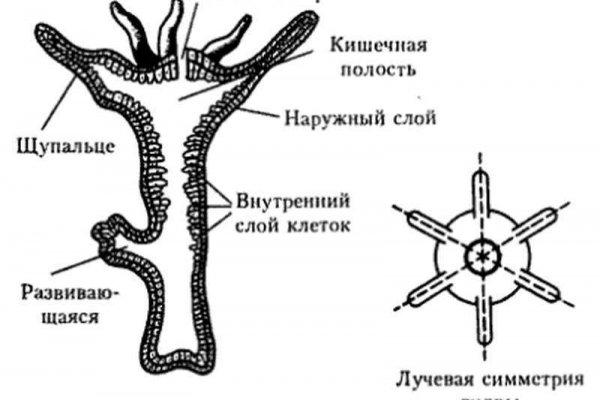 Кракен сайт официальный kraken clear com