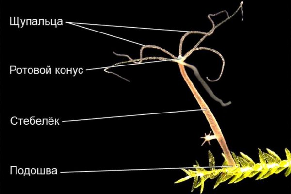 Актуальная ссылка на кракен kraken