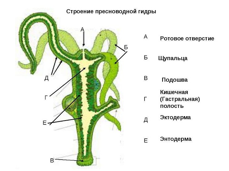 Кракен даркнет зеркало пв